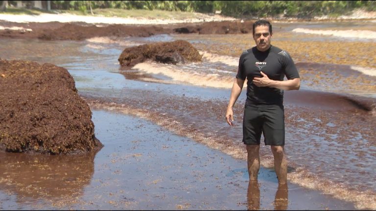 Sargazo en Quintana Roo