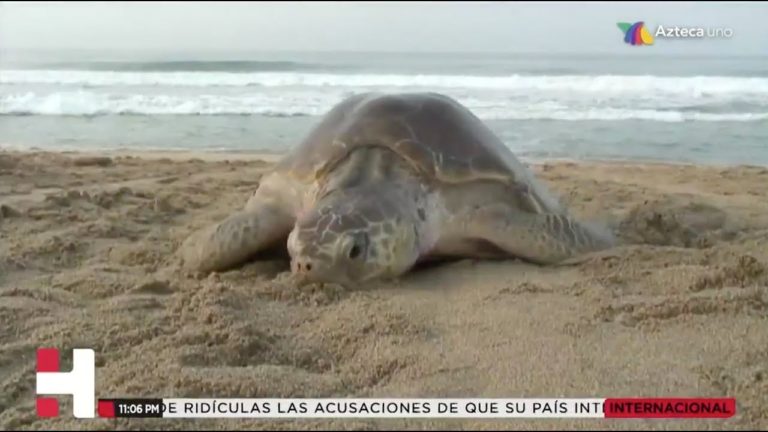 Tragedia ecológica: la tormenta “Narda” arrasó con millones de huevos de tortuga en Oaxaca