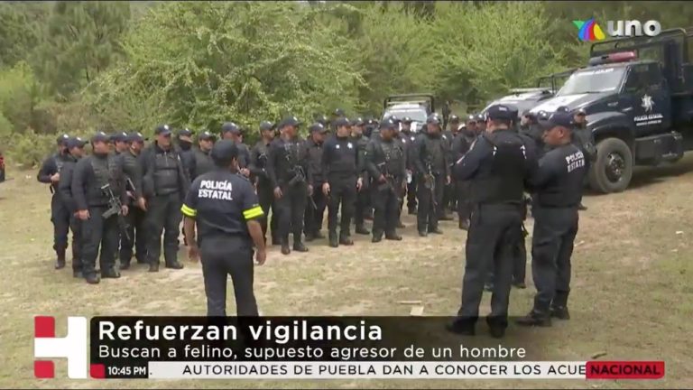 Policías buscan a felino en Valle de Bravo pero autoridades creen que podría ser un perro
