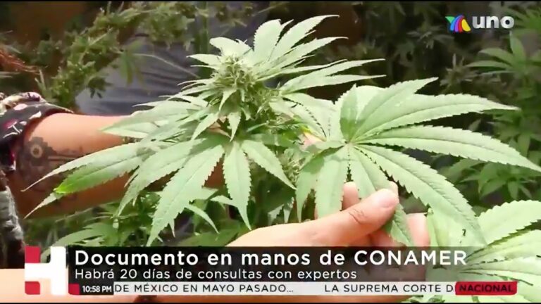 Alista la Secretaría de Salud el reglamento para uso medicinal de la cannabis y derivados