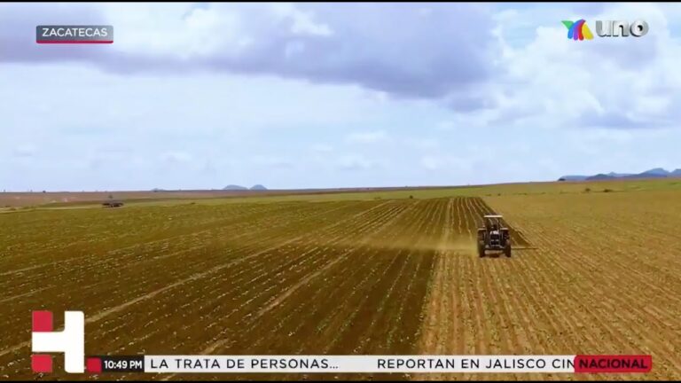Lluvias recientes trajeron beneficios para productores y agricultores de Zacatecas