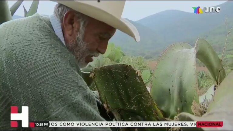 Ser tlachiquero es un oficio prehispánico, pero ¿qué es ser tlachiquero?