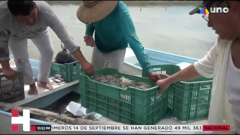 Termina la veda de camarón y pescadores inician labores en Sinaloa, Sonora y Baja California Sur