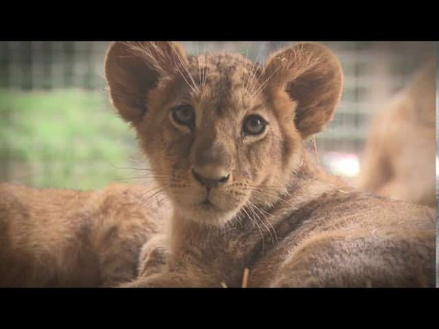 Santuario para felinos más grande del mundo está en México y brinda vida digna a animales rescatados