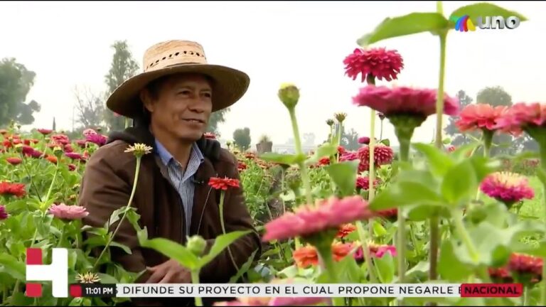 Productores de la flor de cempasúchil en Doxey, Hidalgo, inician cosecha para el día de muertos