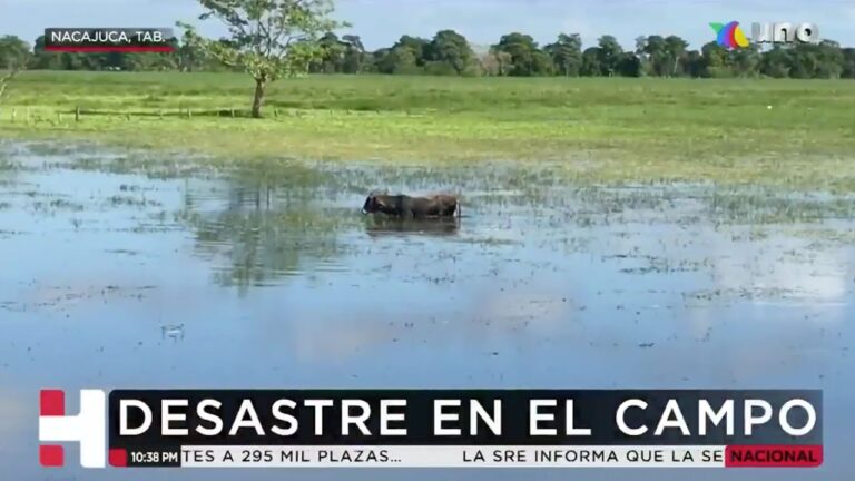 Bajan las inundaciones pero surgen otros problemas en el campo de Tabasco