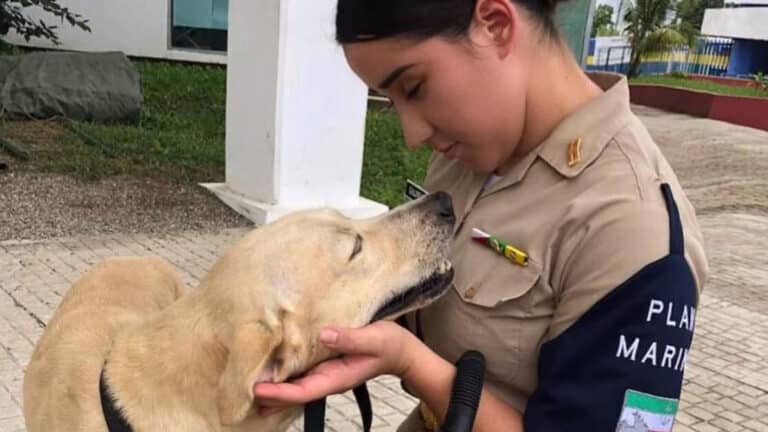 Marina adopta a perro que rescató en Tabasco; le buscan nombre en redes sociales