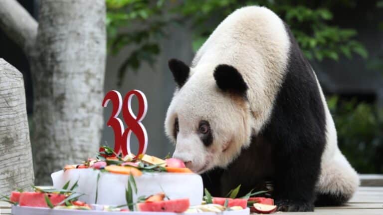 Muere Xinxing, la osa panda más longeva en cautiverio
