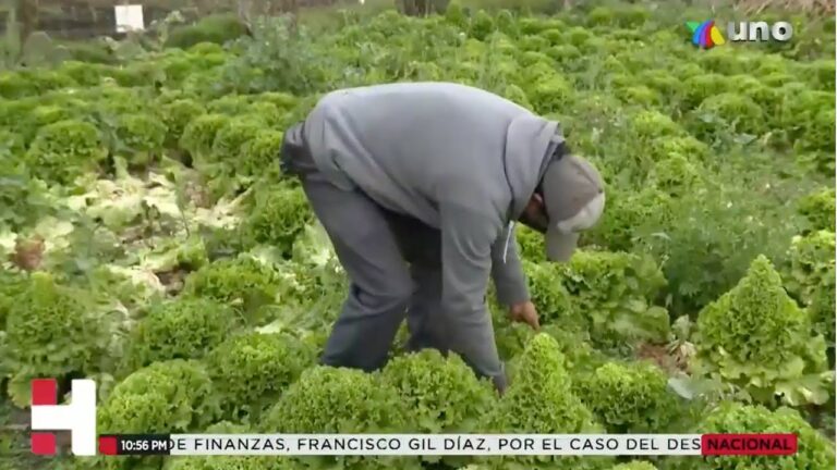 Emprendedor mexicano crea App para ventas entre productores del campo y comerciantes