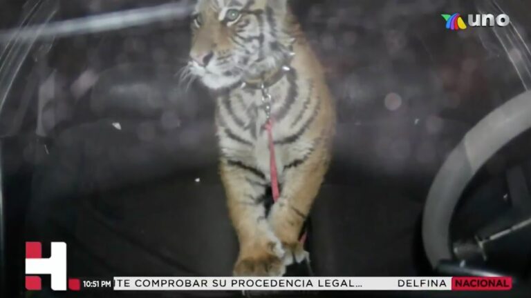 Tigre ronda en colonia de Ciudad Juárez; autoridades lo aseguran