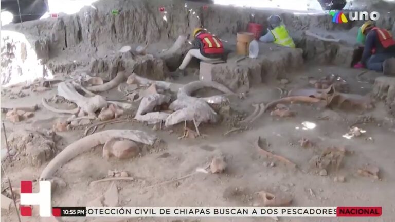 Encuentran huesos de mamuts, caballos y camellos en terreno del nuevo aeropuerto de Santa Lucía