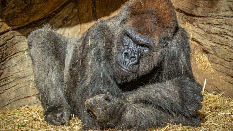 Dos gorilas del zoológico de San Diego dan positivo a Covid-19; se encuentran aislados