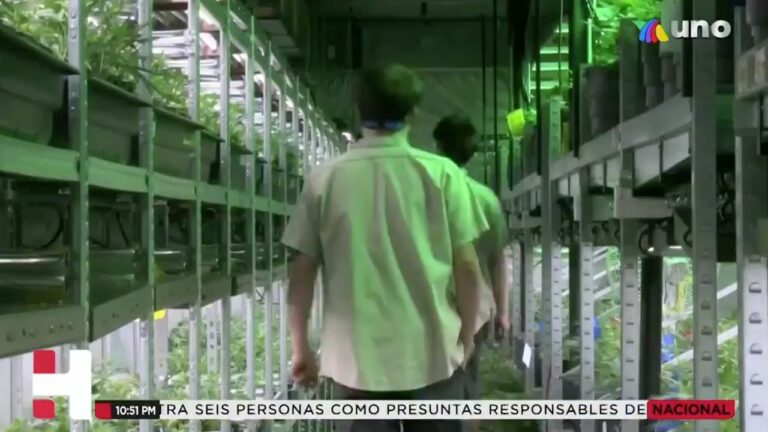 Entra en vigor el reglamento del uso medicinal de la cannabis tras publicarse en Diario Oficial