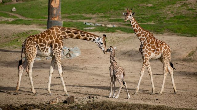 Secretaría del Medio Ambiente invita a elegir nombre de jirafa bebé de Chapultepec