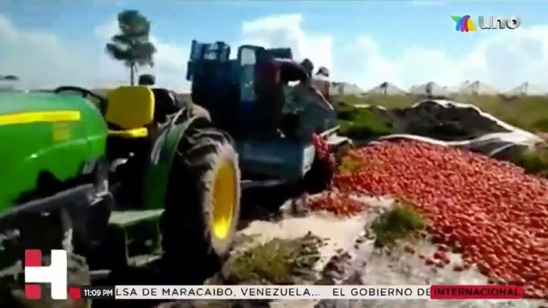 Sobreproducción de tomate en Sinaloa; lo regalan o tiran en carreteras