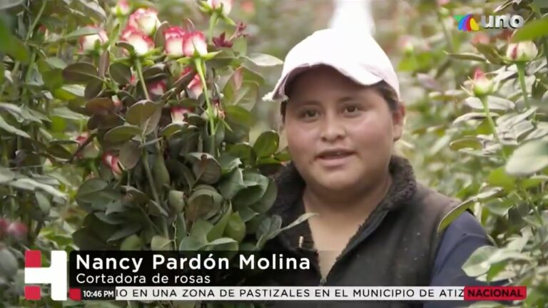 Productores de rosas confían que este 14 de febrero repunten sus ventas