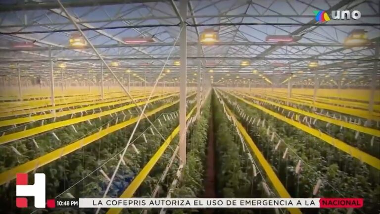 Enorme invernadero en EUA busca convertirse en uno de los mayores proveedores de frutas y verduras