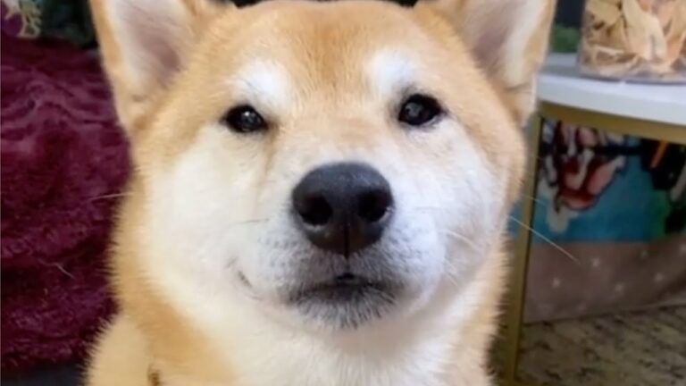 El perro dramático que se prepara para grabar telenovelas y otras historias virales