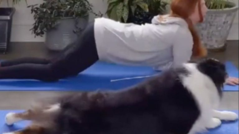 El perro experto en yoga vs. los perros ladrones de comida y más historias virales