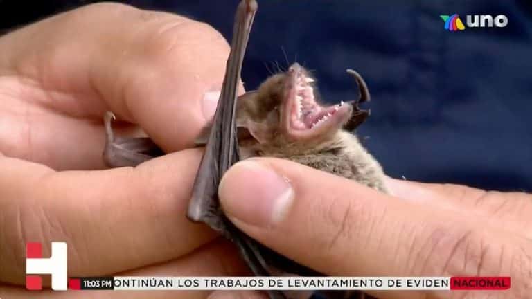 A pesar de ser estigmatizados, los murciélagos son de suma importancia en pro del medio ambiente