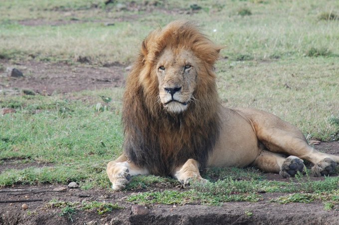 Muere en una reserva natural “Scarface”, el león más famoso de Kenia