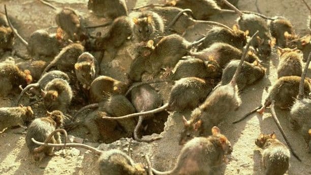 Desalojan una prisión de Australia por invasión de ratones