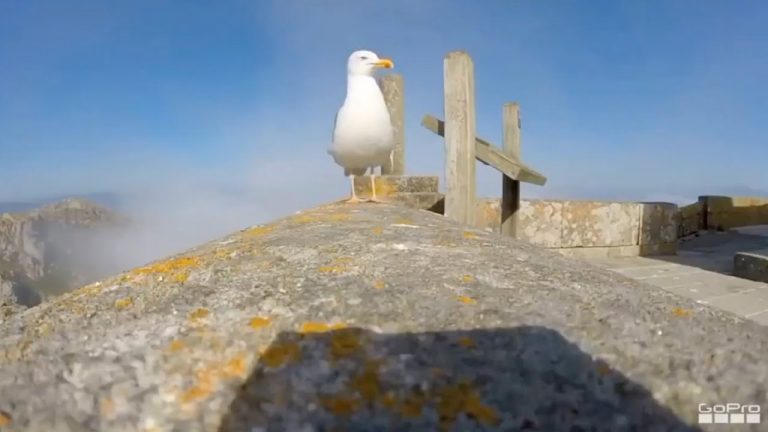 La gaviota que se roba una cámara, la reñida competencia en el espacio y otras historias virales