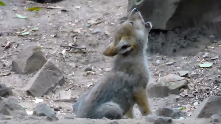 El cachorro recién nacido de lobo mexicano aprende a aullar y más historias virales