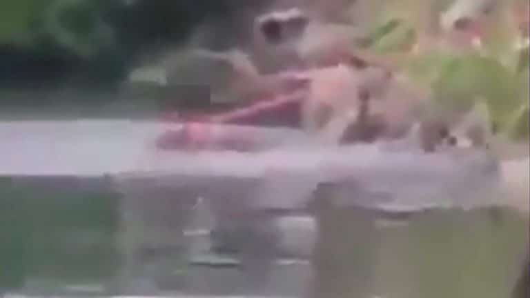 Cocodrilo devora a mujer que lavaba ropa en la laguna del Carpintero en Tampico, Tamaulipas