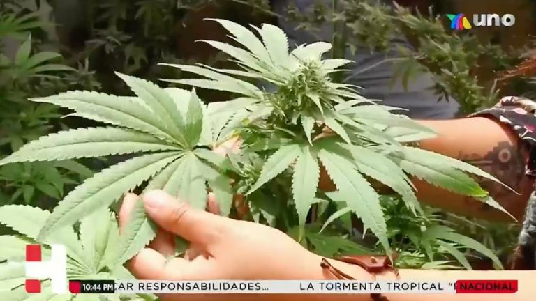 En el corto plazo los permisos para consumo de marihuana recreativa deben ser fáciles de conseguir
