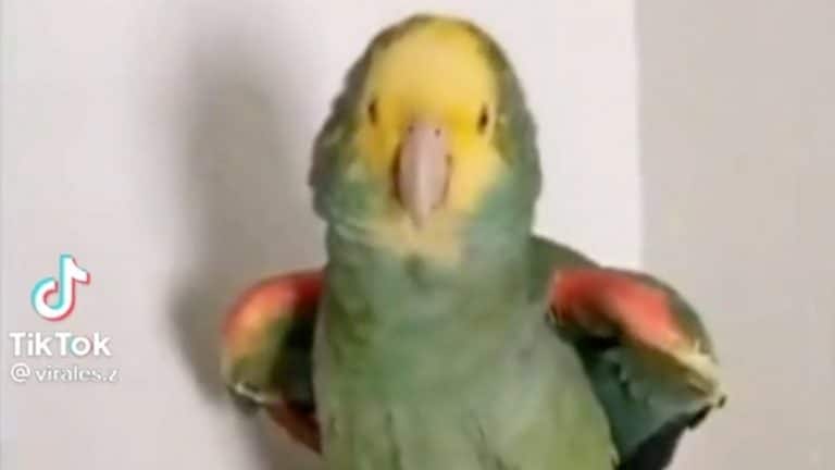 El perico perro, el perro delfín, el puerquito perro y otras historias virales de la semana