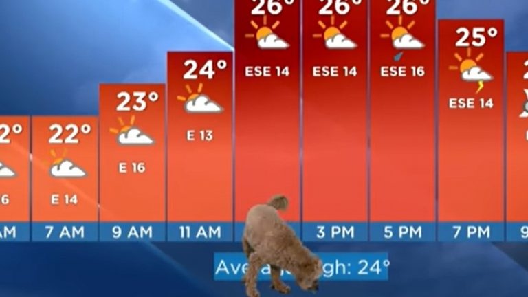 Perro interrumpe a su dueño mientras daba reporte del clima en noticiero en vivo
