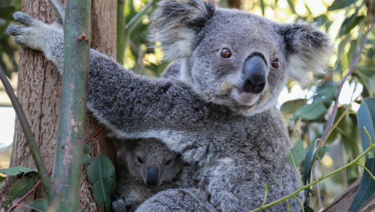La población de koalas en Australia se redujo en un 30% desde el 2018