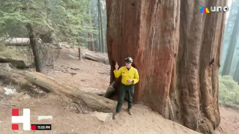 Incendios forestales ponen en peligro al árbol más grande del mundo; tiene 2 mil 300 años