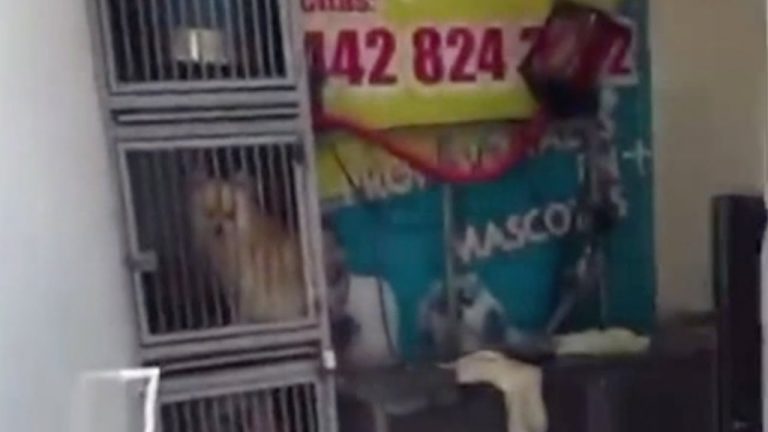Lleva a su perro a bañar a una veterinaria en Juriquilla, Querétaro, y se lo regresan muerto