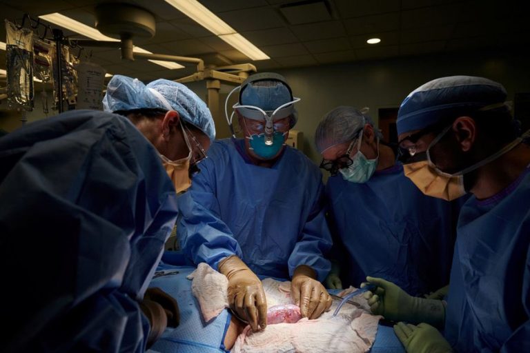 Médicos de Nueva York realizan trasplante de un riñón de cerdo a un humano