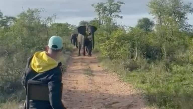 Elefante embiste carro con turistas en safari en Reserva de Sudáfrica