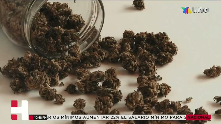 SCJN declara inconstitucional la prohibición de la producción industrial de cannabis