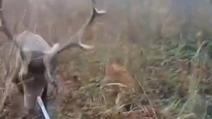 Cazador se convirtió en presa de un ciervo; fue embestido y casi pierde el ojo