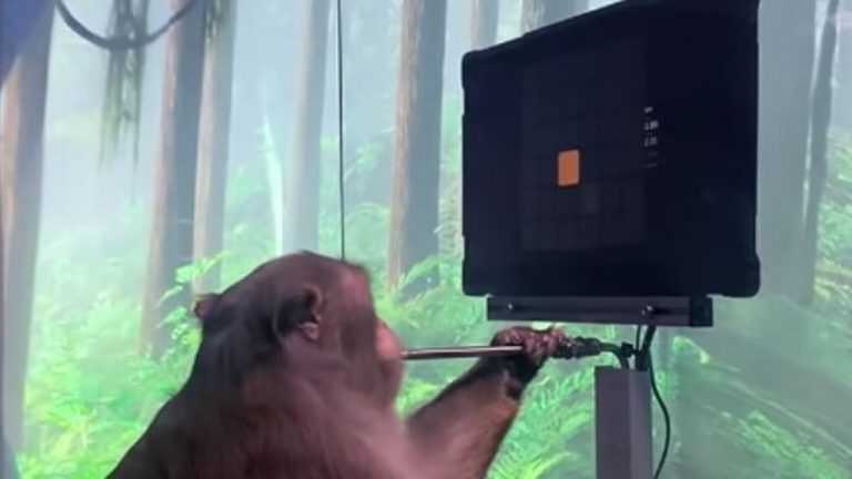 Mueren 15 monos que compañía de Elon Musk usó en experimentos cerebrales