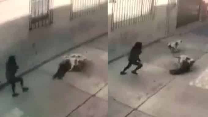 Perros pitbull atacan y arrastran por calles del Edomex a niña de 3 años