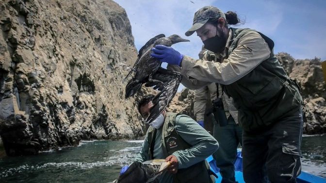 Rescatan a más de 420 aves afectadas por derrame de petróleo en Perú