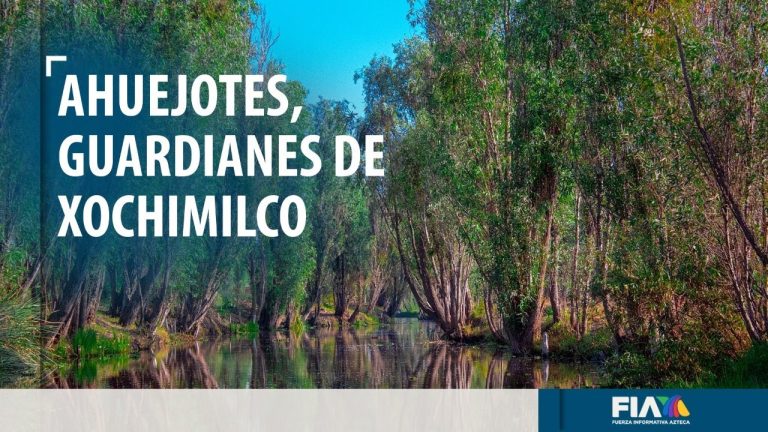 El ahuejote es considerado el guardián de Xochimilco; el 80% está amenazado