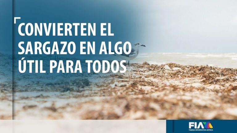 Emprendedores encuentran maneras de reciclar sargazo que invade Cancún