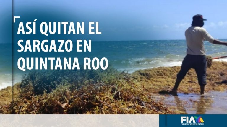 Hoteleros retiran el sargazo que llega por toneladas a las playas de Quintana Roo