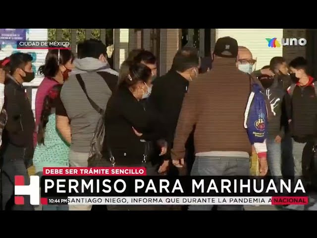 Especialistas afirman que permisos para consumo de marihuana debe ser sencillo