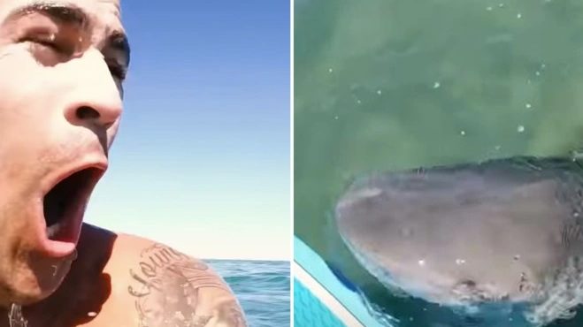 Youtuber escapa de un enorme tiburón tigre en aguas de Australia