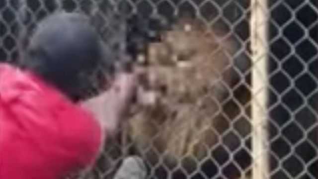León de zoológico en Jamaica le muerde el dedo a un trabajador