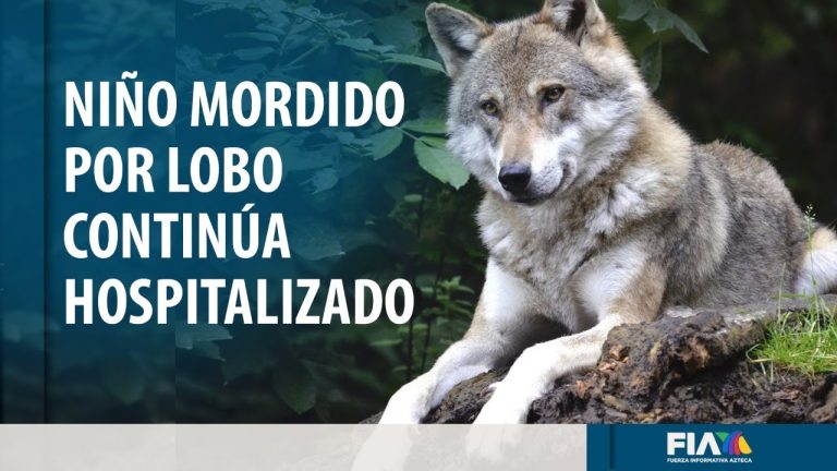 Continúa internado el niño mordido por un lobo en zoológico del EdoMex