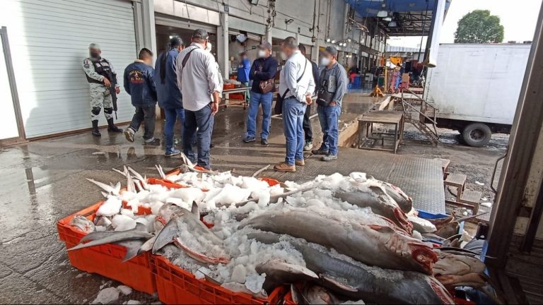 Aseguran 800 kilos de carne de tiburón en Central de Abasto de la CDMX